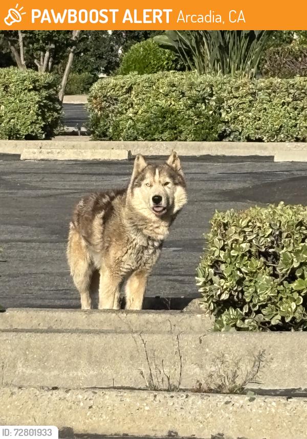 Found/Stray Unknown Dog last seen Near E Duarte Rd, Arcadia, CA, 91006, Arcadia, CA 91006