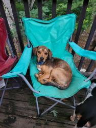 Lost Female Dog last seen Hunters Ridge Way and Stony Point, Knox County, TN 37914