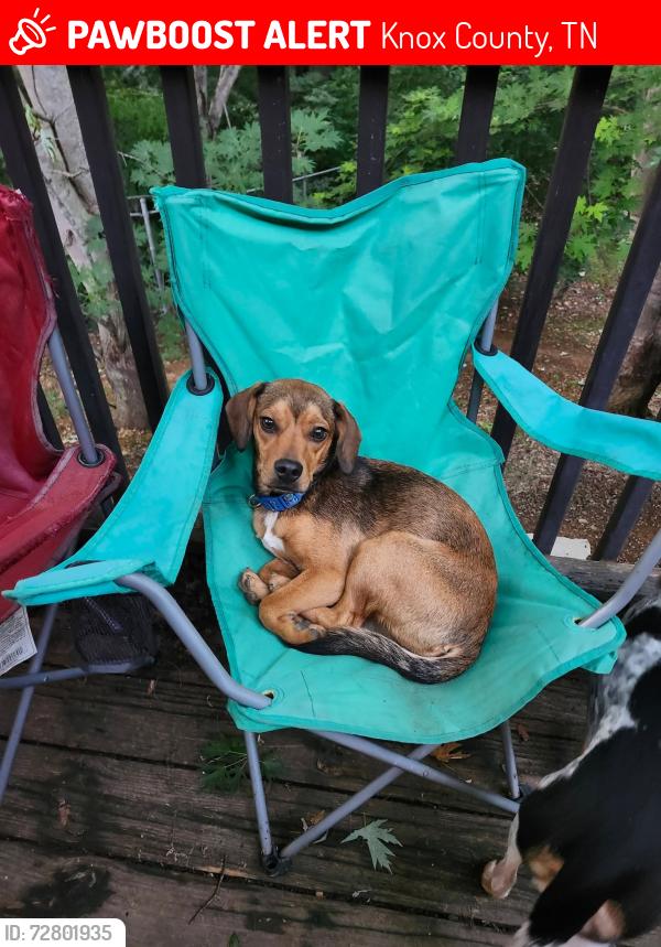 Lost Female Dog last seen Hunters Ridge Way and Stony Point, Knox County, TN 37914
