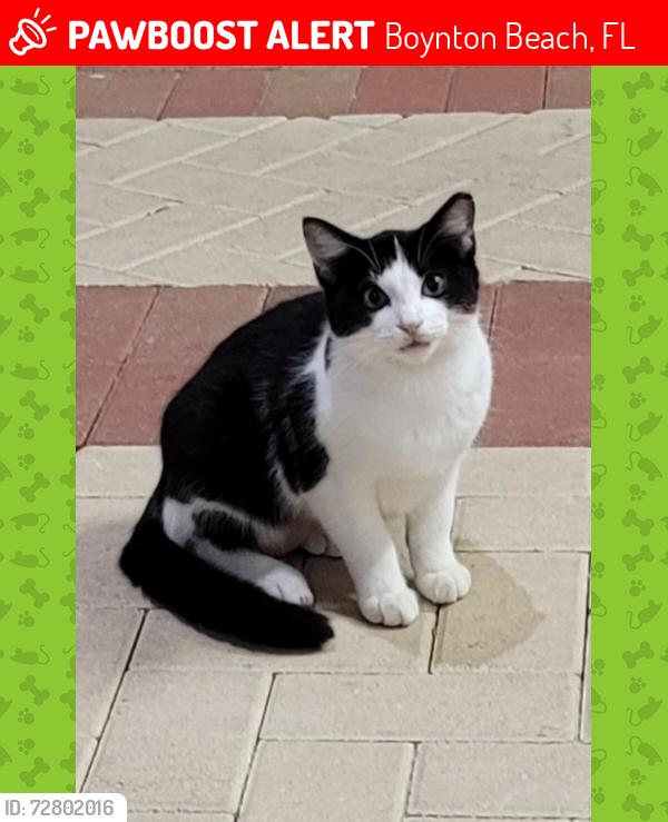 Lost Female Cat last seen Military Trl, Boynton Beach, FL 33436