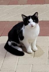Lost Female Cat last seen Military Trl, Boynton Beach, FL 33436