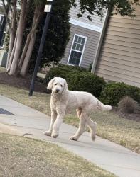 Found/Stray Male Dog last seen Grove at Park place apmts, Fayetteville, NC 28305