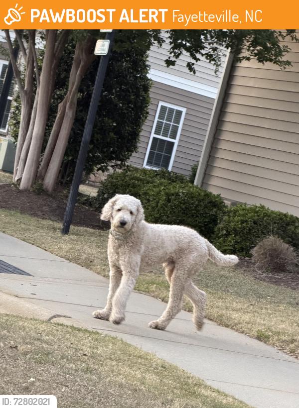 Found/Stray Male Dog last seen Grove at Park place apmts, Fayetteville, NC 28305