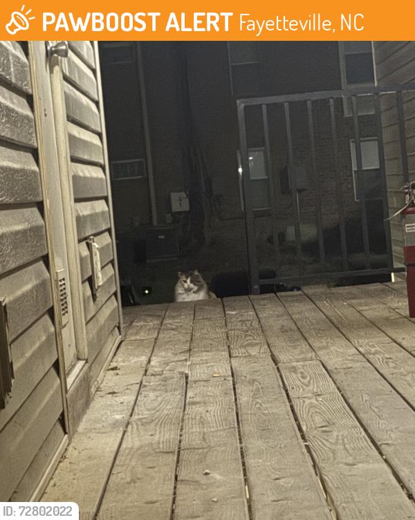 Found/Stray Unknown Cat last seen Kings Pointe apmt complex, Fayetteville, NC 28303