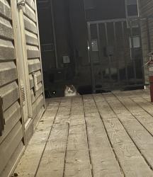 Found/Stray Unknown Cat last seen Kings Pointe apmt complex, Fayetteville, NC 28303