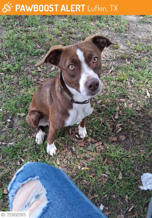 Found/Stray Male Dog last seen Moody st, Lufkin, TX 75901
