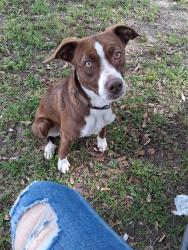 Found/Stray Male Dog last seen Moody st, Lufkin, TX 75901
