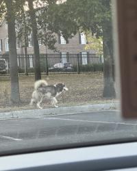 Found/Stray Male Dog last seen Kings Pointe Apt Complex, Fayetteville, NC 28303