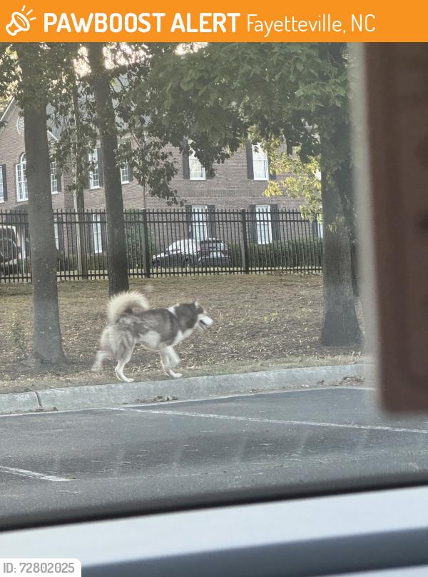 Found/Stray Male Dog last seen Kings Pointe Apt Complex, Fayetteville, NC 28303