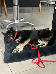 Found/Stray Female Dog last seen Palos verdes drive east, Rancho Palos Verdes, CA 90275