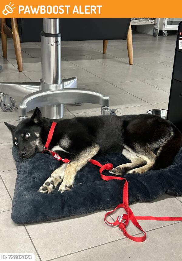 Found/Stray Female Dog last seen Palos verdes drive east, Rancho Palos Verdes, CA 90275