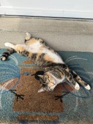 Lost Female Cat last seen Bagdad Dr, Cincinnati, OH 45230