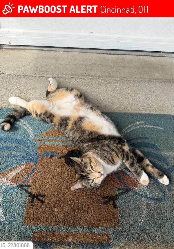 Lost Female Cat last seen Bagdad Dr, Cincinnati, OH 45230