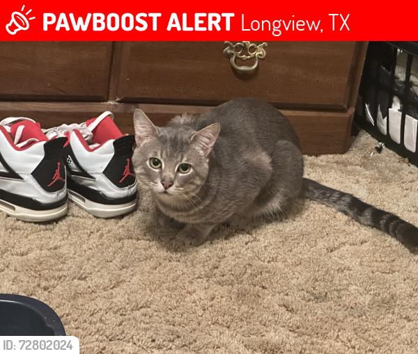 Lost Male Cat last seen Near Tenneryville rd. And Lafamo rd., Longview, TX 75604