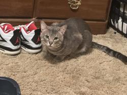 Lost Male Cat last seen Near Tenneryville rd. And Lafamo rd., Longview, TX 75604