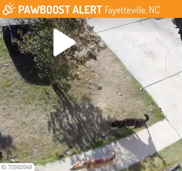 Found/Stray Unknown Dog last seen Glen Reilly rd near 295 outer loop, Fayetteville, NC 28314