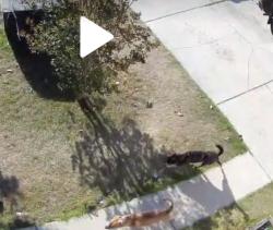 Found/Stray Unknown Dog last seen Glen Reilly rd near 295 outer loop, Fayetteville, NC 28314