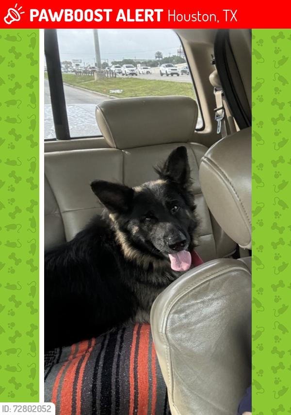 Lost Male Dog last seen Near and Fuqua, Houston, TX 77017