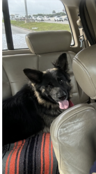 Lost Male Dog last seen Near and Fuqua, Houston, TX 77017