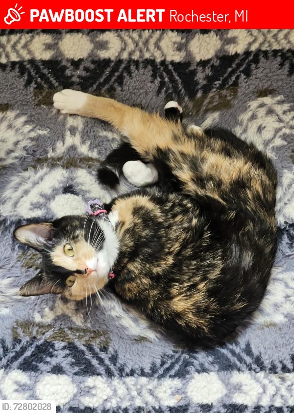 Lost Female Cat last seen Miller & Elizabeth, Rochester, MI 48307