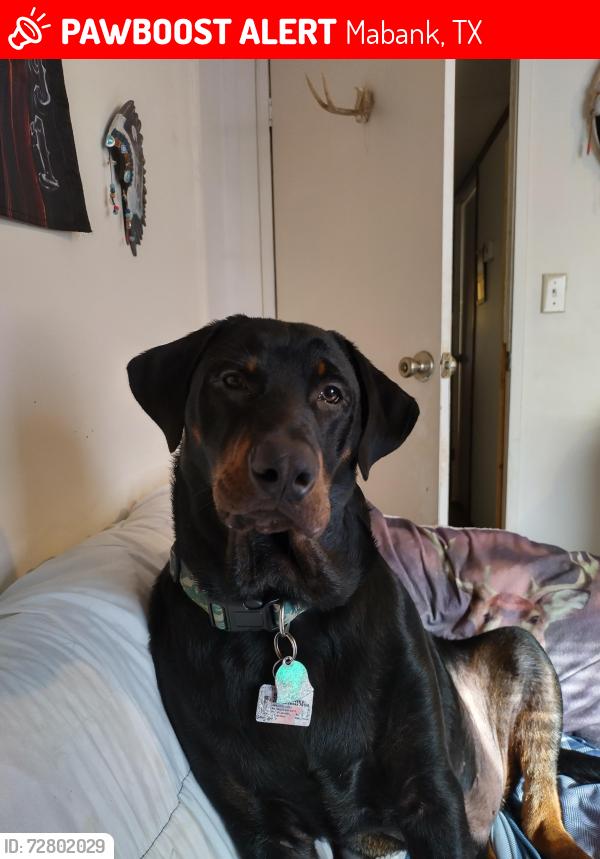 Lost Male Dog last seen Hidden Hills Dr.,Clear Creek Rd.&Deer Run Ln., Mabank, TX 75156