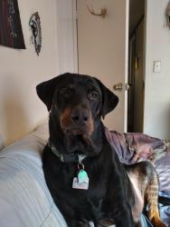 Lost Male Dog last seen Hidden Hills Dr.,Clear Creek Rd.&Deer Run Ln., Mabank, TX 75156