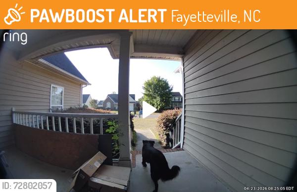 Found/Stray Unknown Dog last seen Near EE Miller Rec center off rim rd, Fayetteville, NC 28314
