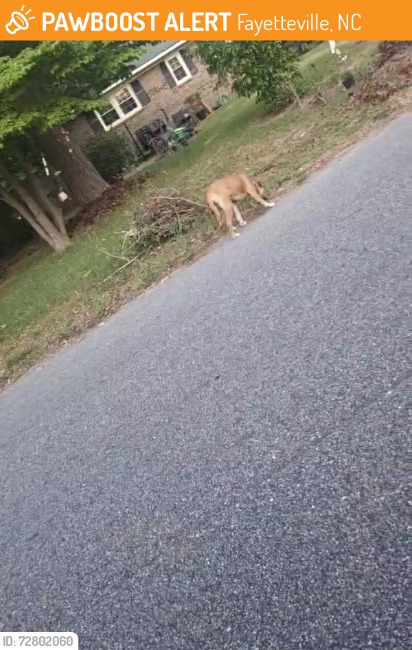 Found/Stray Male Dog last seen Morganton place area off of N Reilly rd, Fayetteville, NC 28303