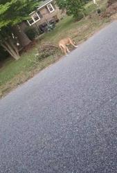 Found/Stray Male Dog last seen Morganton place area off of N Reilly rd, Fayetteville, NC 28303