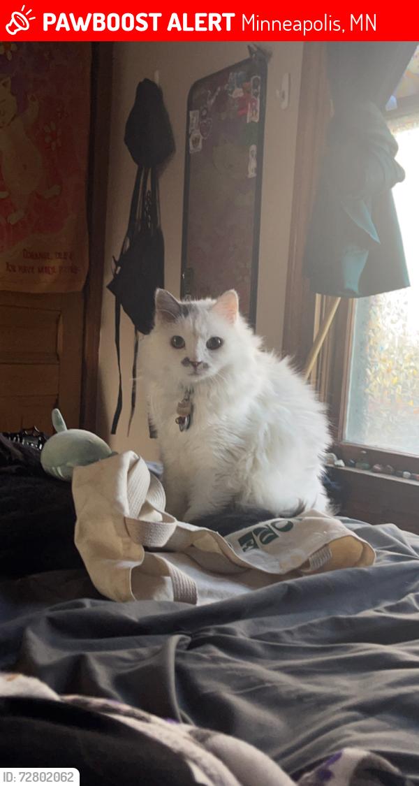 Lost Female Cat last seen pleasant Ave , Minneapolis, MN 55404