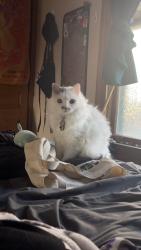 Lost Female Cat last seen pleasant Ave , Minneapolis, MN 55404
