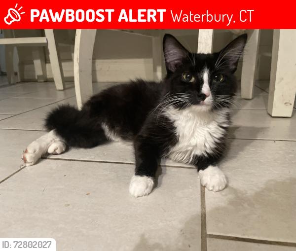 Lost Female Cat last seen willow st, Waterbury, CT 06710