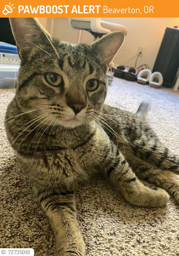 Found/Stray Male Cat last seen SW 10th , Beaverton, OR 97078