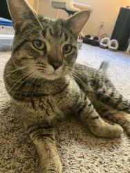 Found/Stray Male Cat last seen SW 10th , Beaverton, OR 97078