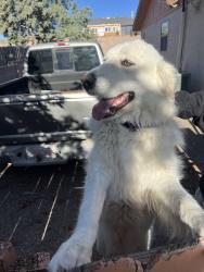 Found/Stray Female Dog last seen Christine and 9th, Rio Rancho, NM 87124