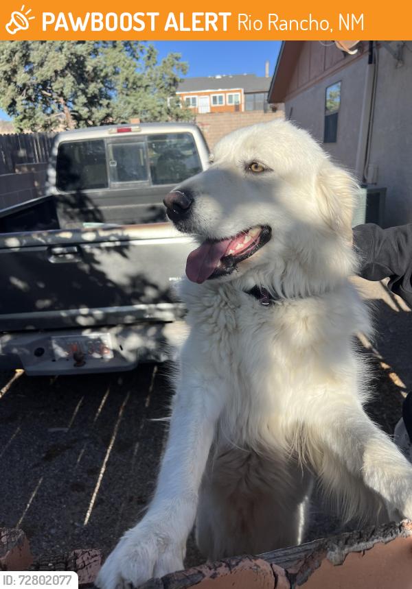 Found/Stray Female Dog last seen Christine and 9th, Rio Rancho, NM 87124