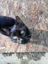 Found/Stray Male Cat last seen Apple St and S Oakley Ave, Columbus, OH 43210