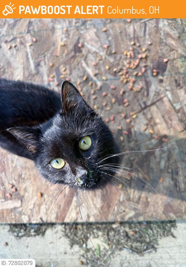 Found/Stray Male Cat last seen Apple St and S Oakley Ave, Columbus, OH 43210