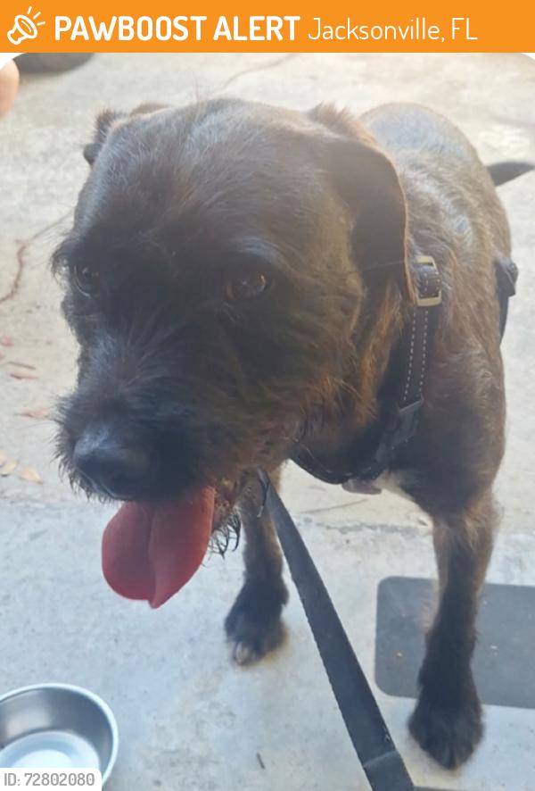 Found/Stray Male Dog last seen By Outback Steakhouse , Jacksonville, FL 32225