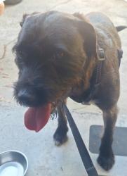 Found/Stray Male Dog last seen By Outback Steakhouse , Jacksonville, FL 32225