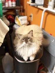 Lost Female Cat last seen Lanoir St., Chattanooga, TN 37412