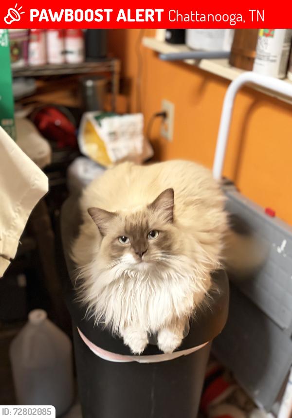 Lost Female Cat last seen Lanoir St., Chattanooga, TN 37412