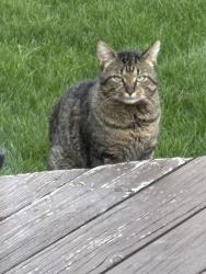 Found/Stray Male Cat last seen Long Lake and Dequindre, Troy, MI 48085