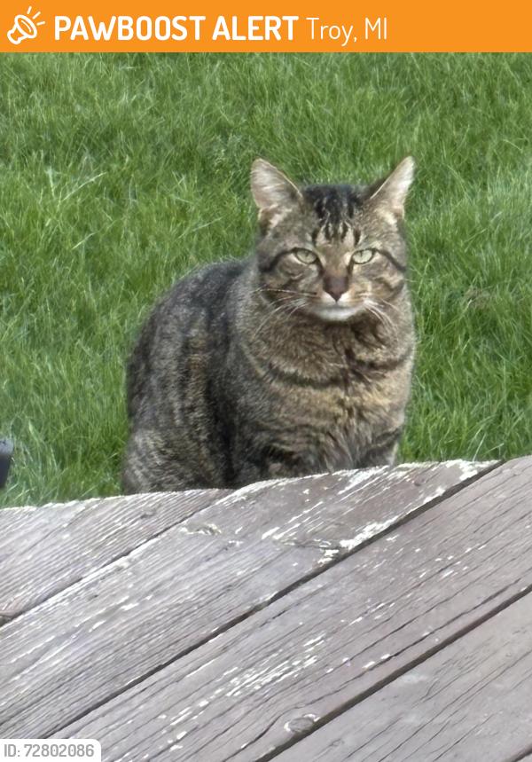 Found/Stray Male Cat last seen Long Lake and Dequindre, Troy, MI 48085