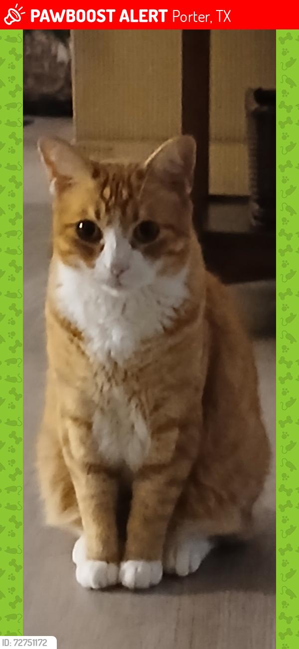 Lost Male Cat last seen Waterlily and Atwood cliff crossing, Porter, TX 77365