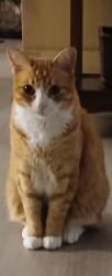 Lost Male Cat last seen Waterlily and Atwood cliff crossing, Porter, TX 77365
