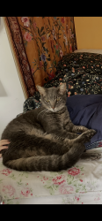 Lost Male Cat last seen Stratford Arms Community, Congers, NY 10920