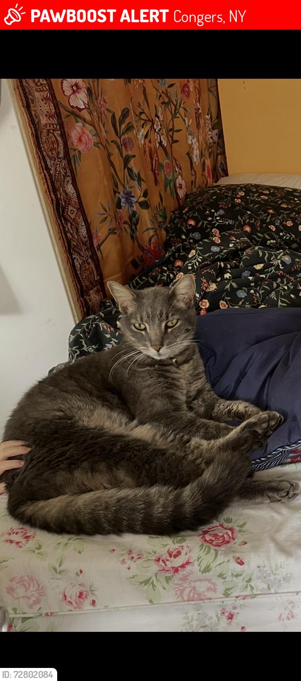 Lost Male Cat last seen Stratford Arms Community, Congers, NY 10920