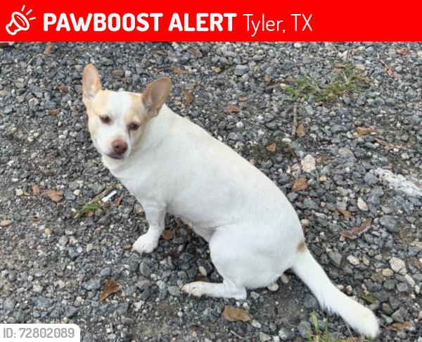 Lost Female Dog last seen County road 429 tyler tx and 69 , Tyler, TX 75704