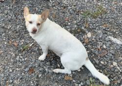 Lost Female Dog last seen County road 429 tyler tx and 69 , Tyler, TX 75704